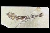 Bargain, Cretaceous Fossil Fish - Lebanon #110854-1